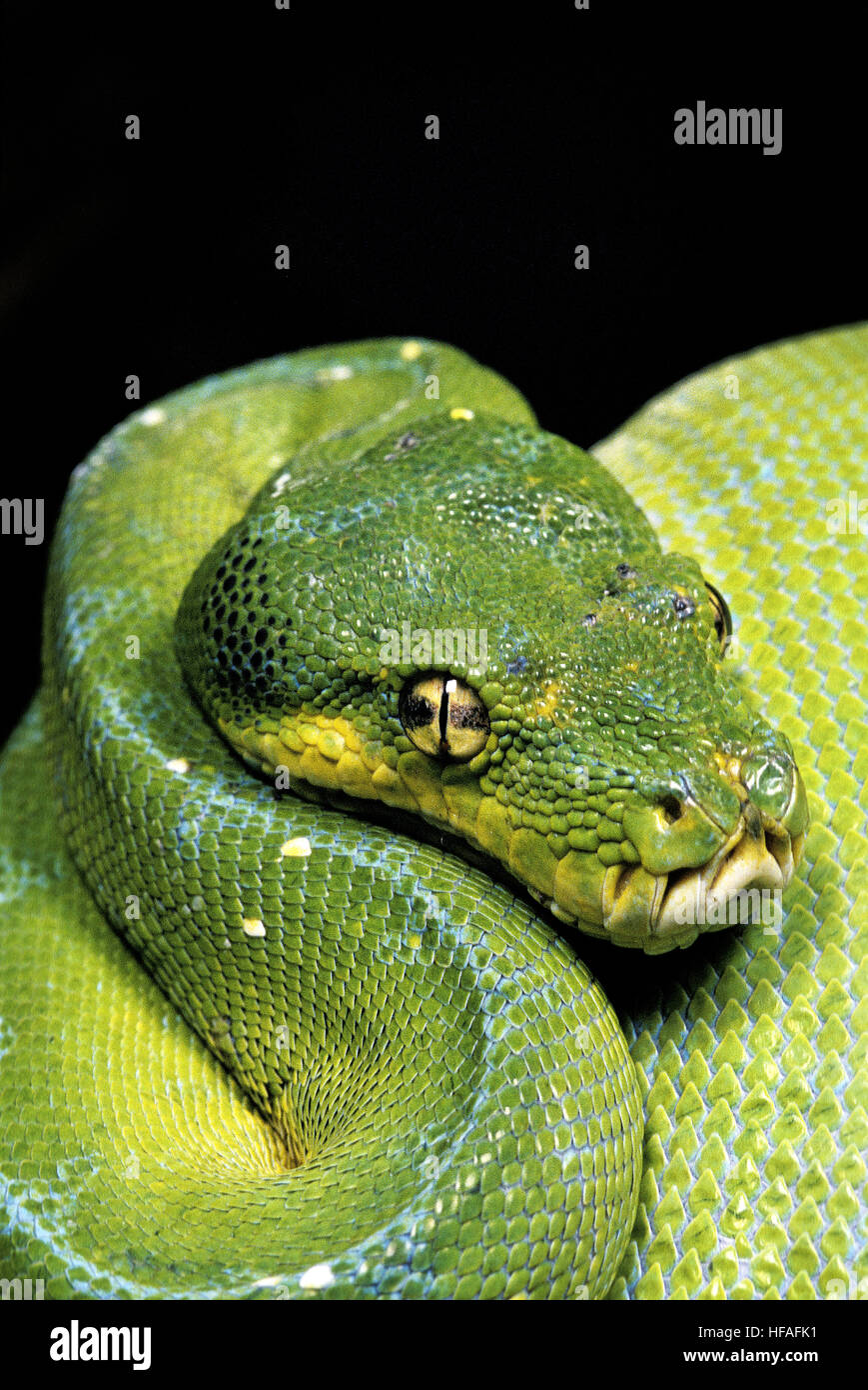 Green Tree Python, Morelia viridis Foto de stock