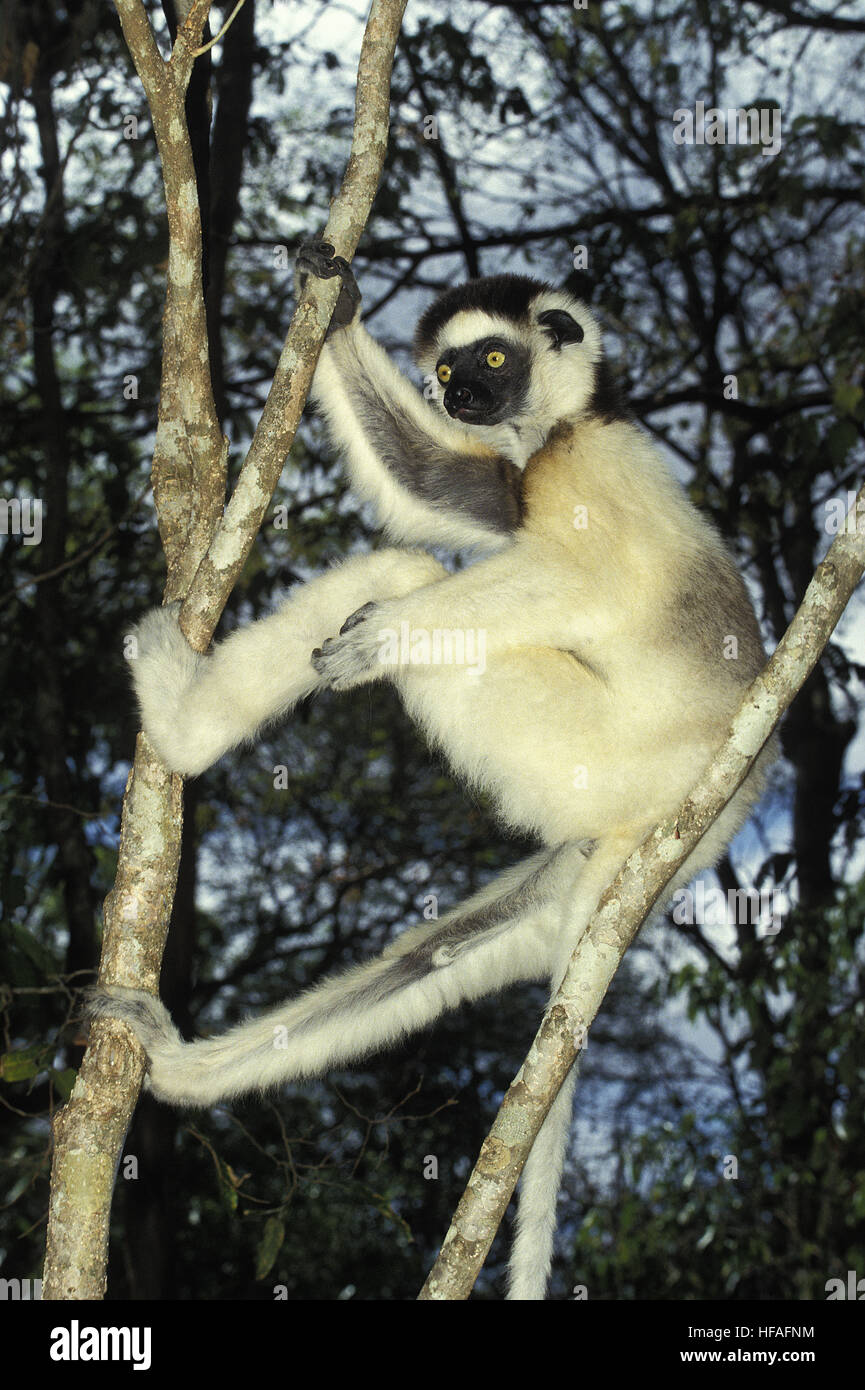 Verreaux's Sifaka, propithecus verreauxi, Berent Reserva en Madagascar Foto de stock