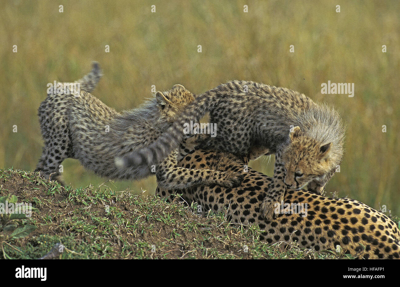 Guepardo Acinonyx jubatus, Madre y Cub jugando, Parque de Masai Mara en Kenya Foto de stock