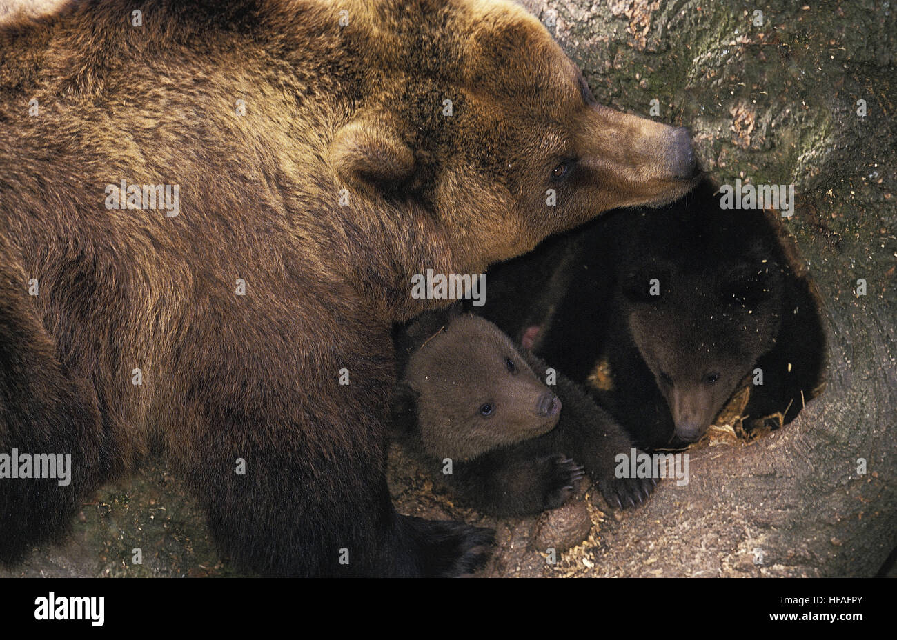Oso Pardo, Ursus arctos, Madre y Cub Foto de stock