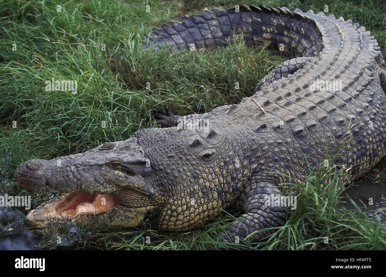 Cocodrilo de Mar o estuarios, cocodrilos Crocodylus porosus, Adulto con boca abierta regula la temperatura corporal, Australia Foto de stock