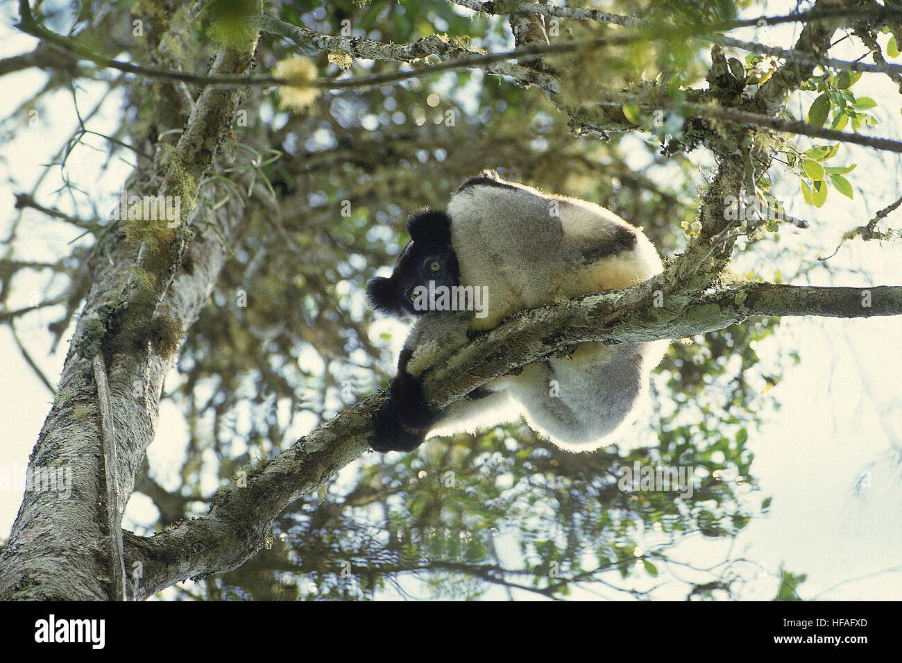 Indri indri indri, adulto, de pie en el árbol, Madagascar Foto de stock