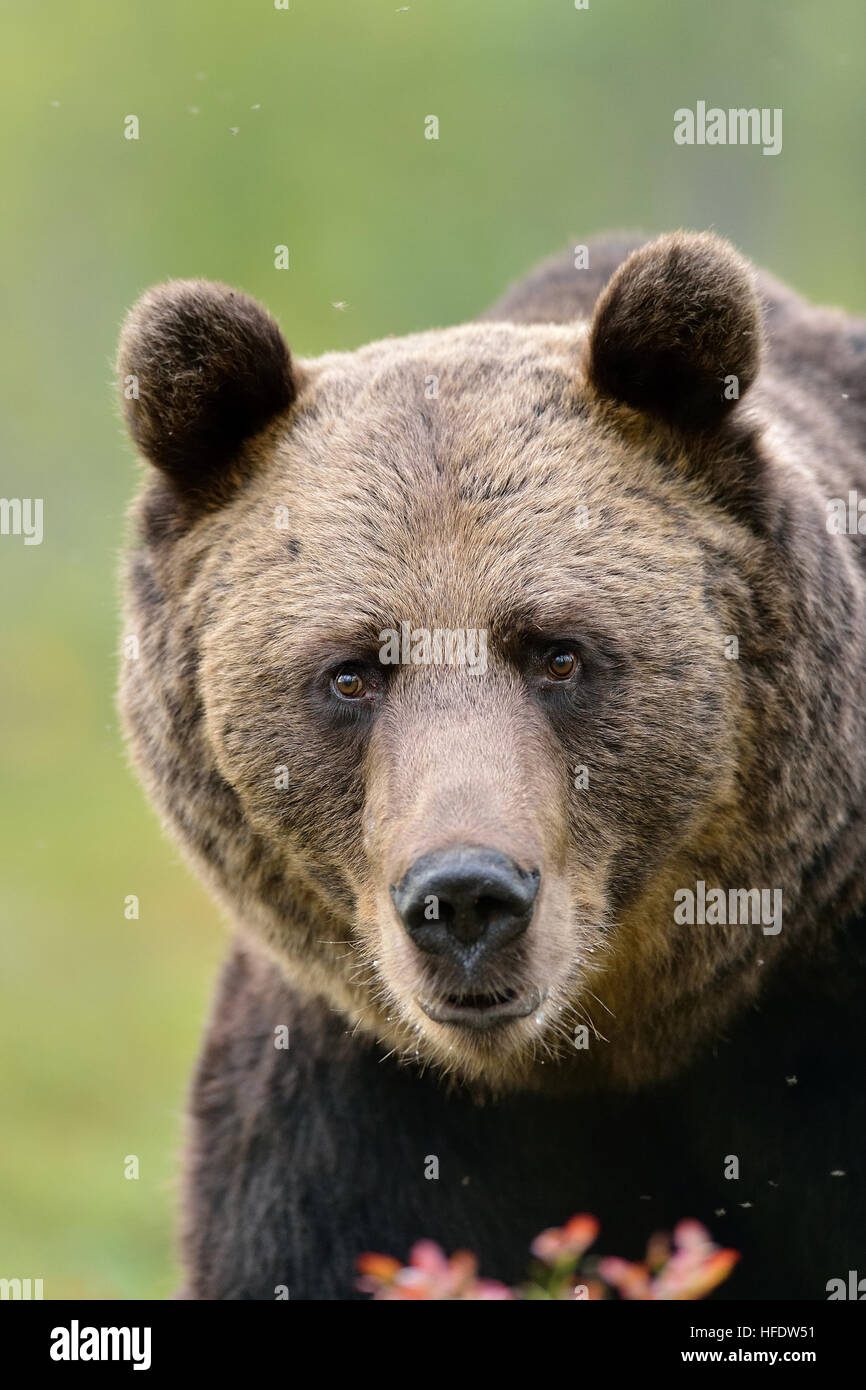 Cara de oso Foto de stock