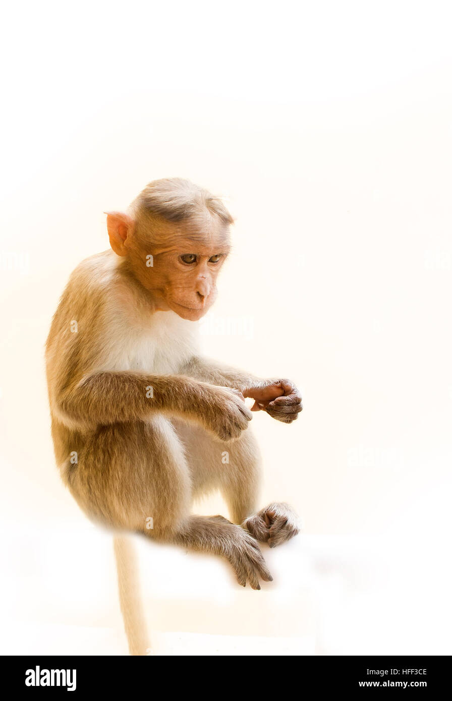 Un pequeño mono blanco sentado sobre una superficie blanca