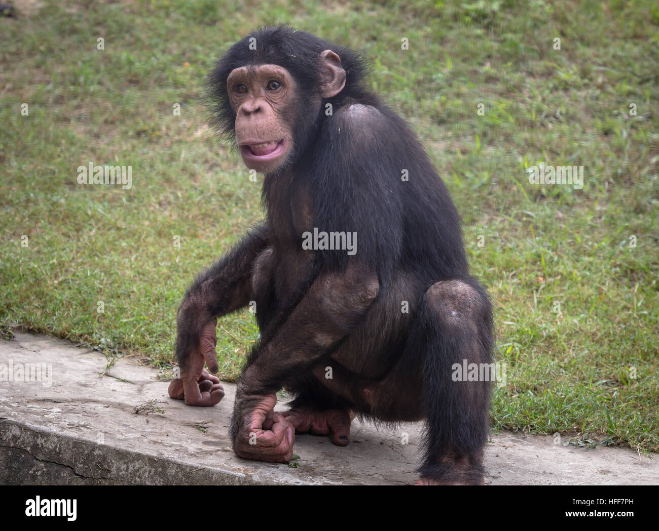 Un chimpancé en un zoológico de animales en Kolkata. close up shot. Foto de stock
