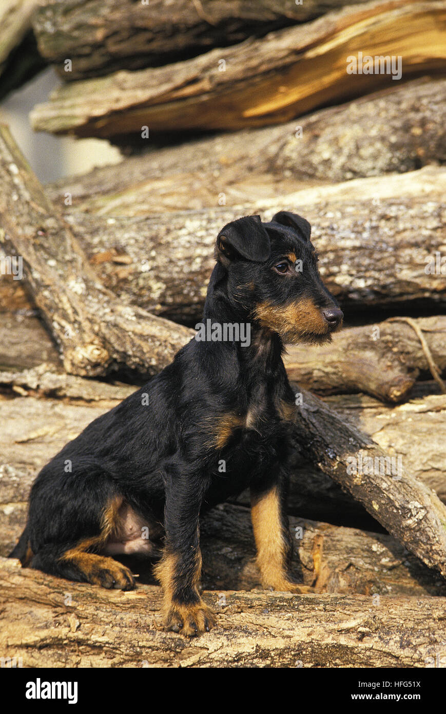 Perro jagd terrier fotografías e imágenes de alta resolución - Alamy