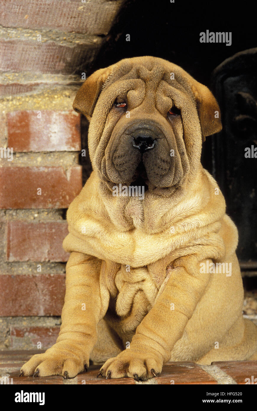 Shar Pei perro cachorro sentado Foto de stock