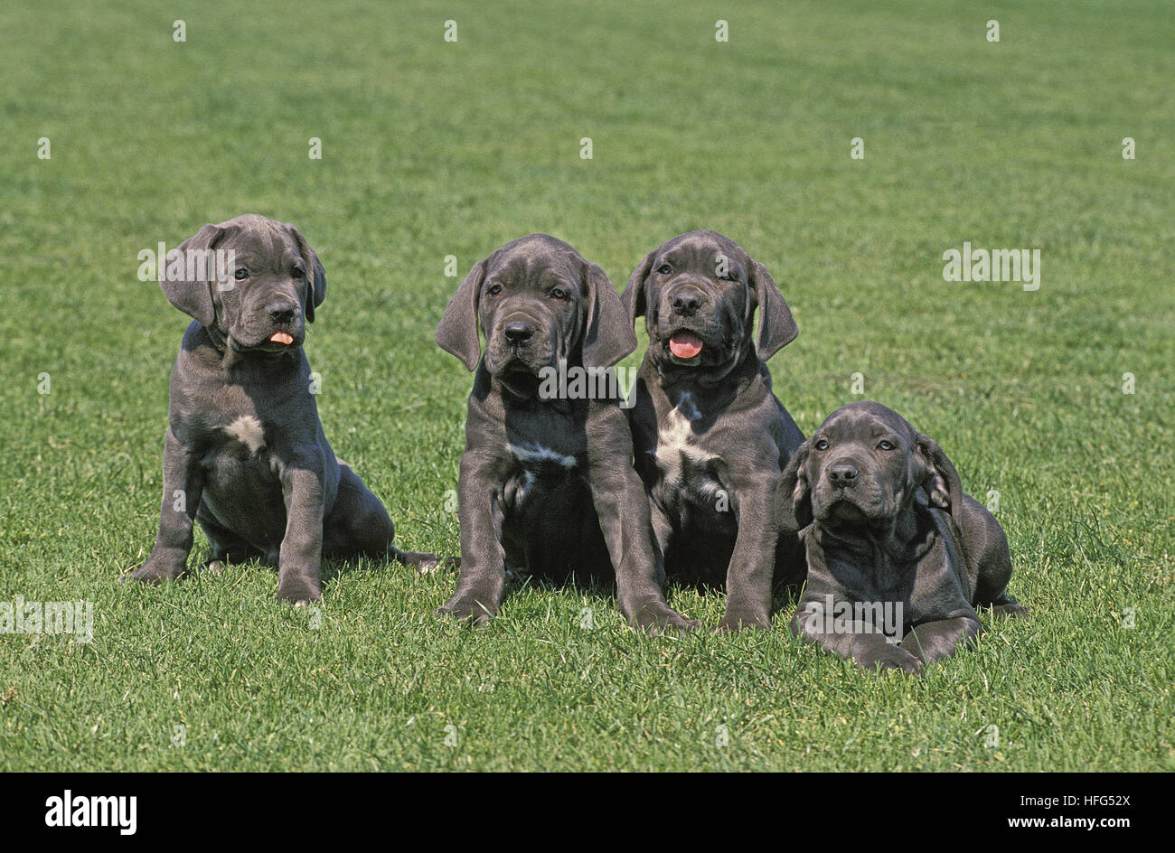 Mastín Napolitano perro, Cachorro de pie sobre el césped Foto de stock