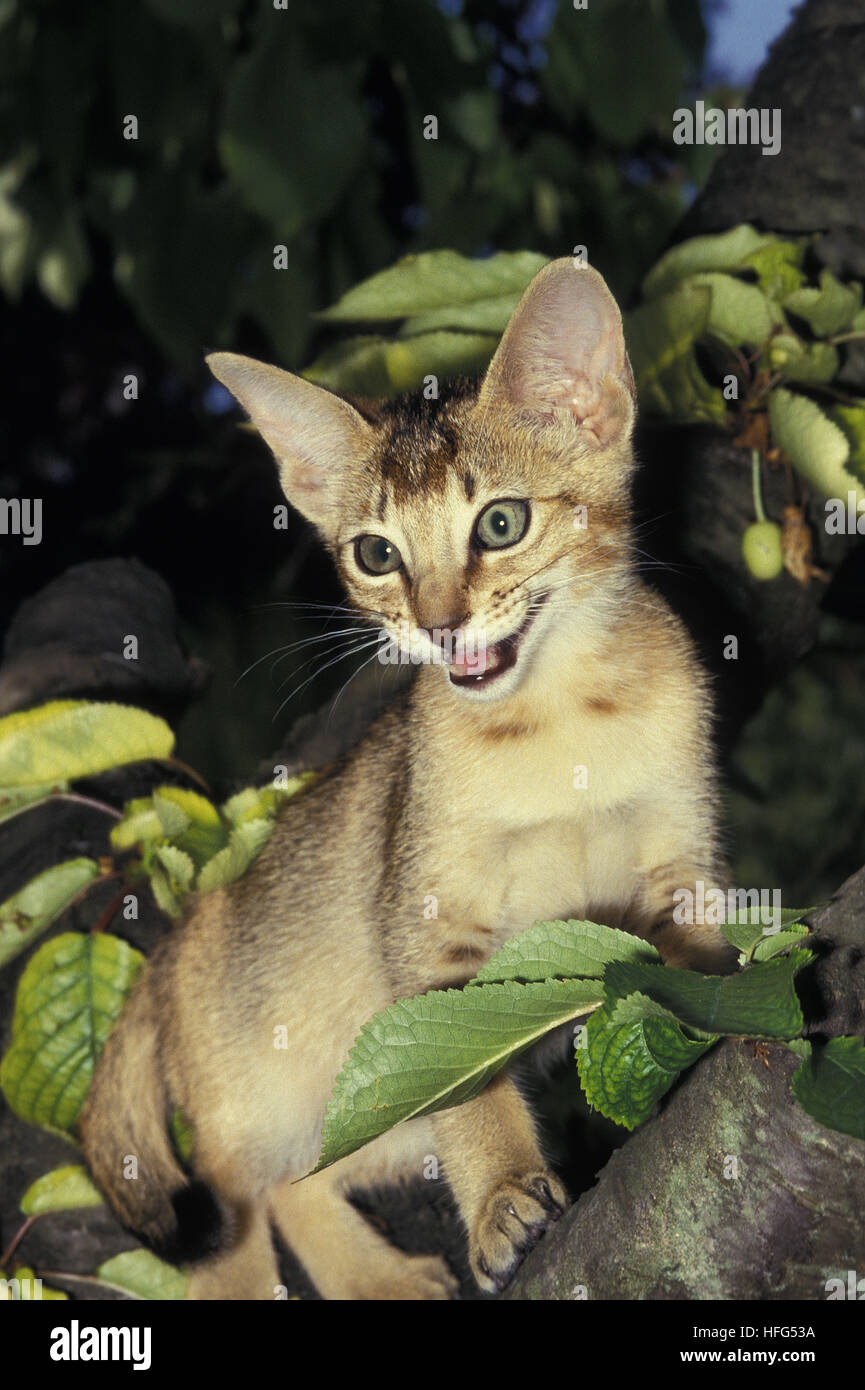 Abisinio gato doméstico, adulto de pie en la rama Foto de stock
