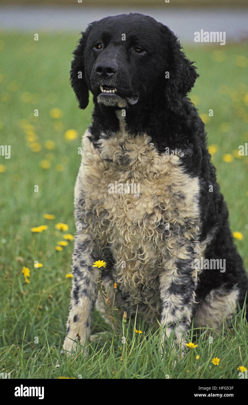 Perro de Agua frisón, adulto sentado entre flores Foto de stock