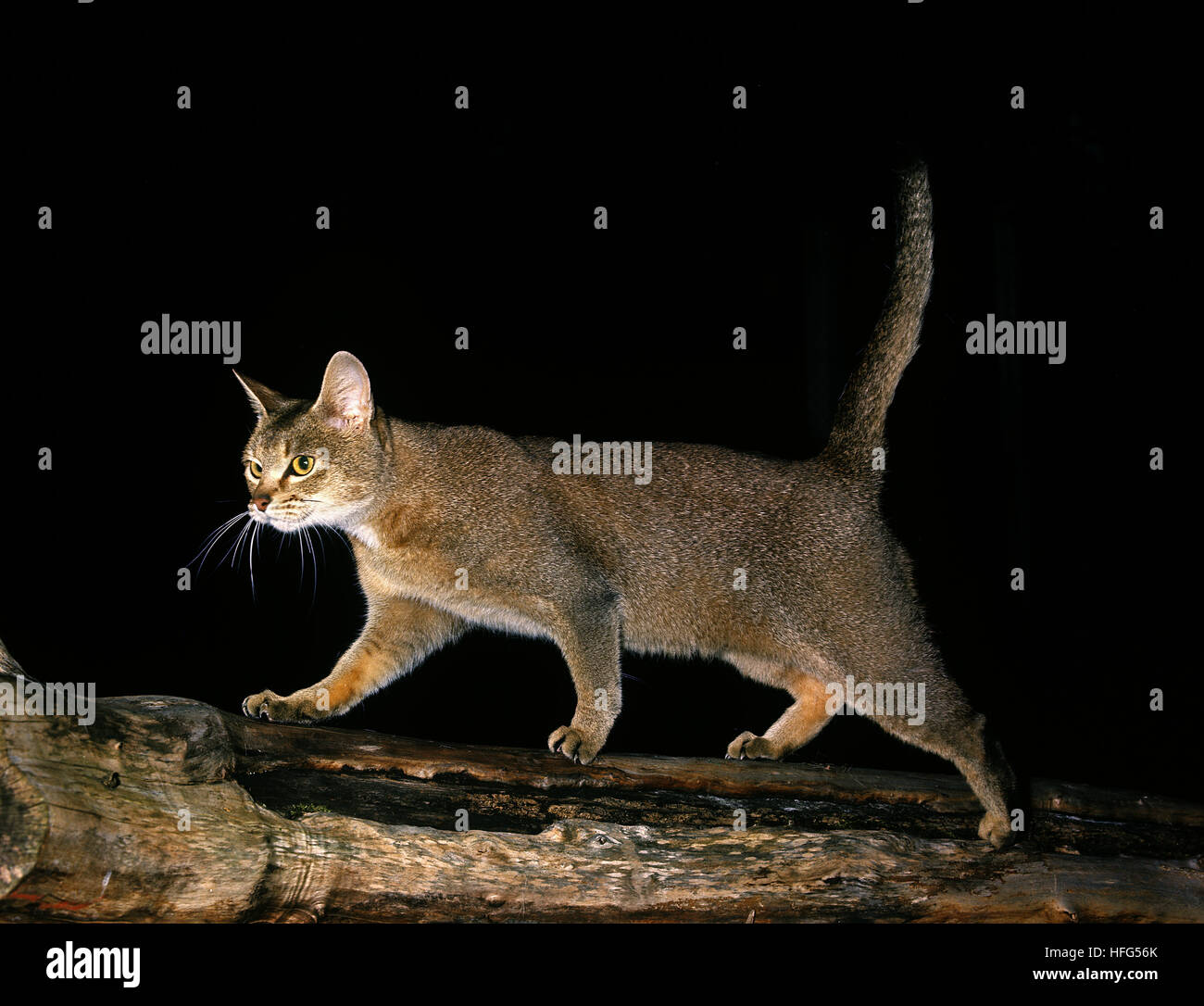 Abisinio gato doméstico, adulto de pie en la rama Foto de stock