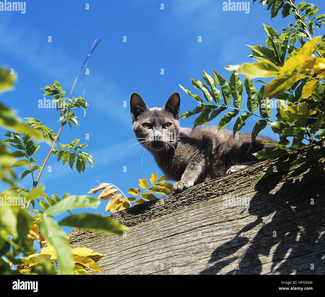 Birmano Azul Gato doméstico, adulto Foto de stock