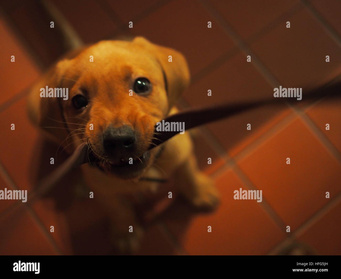 Cachorro jugando con correa de cuero Foto de stock