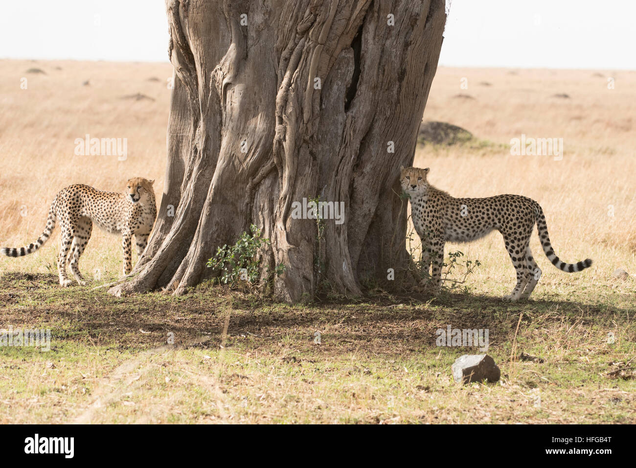 La madre y el Cheetah cub junto al árbol de higuera Foto de stock