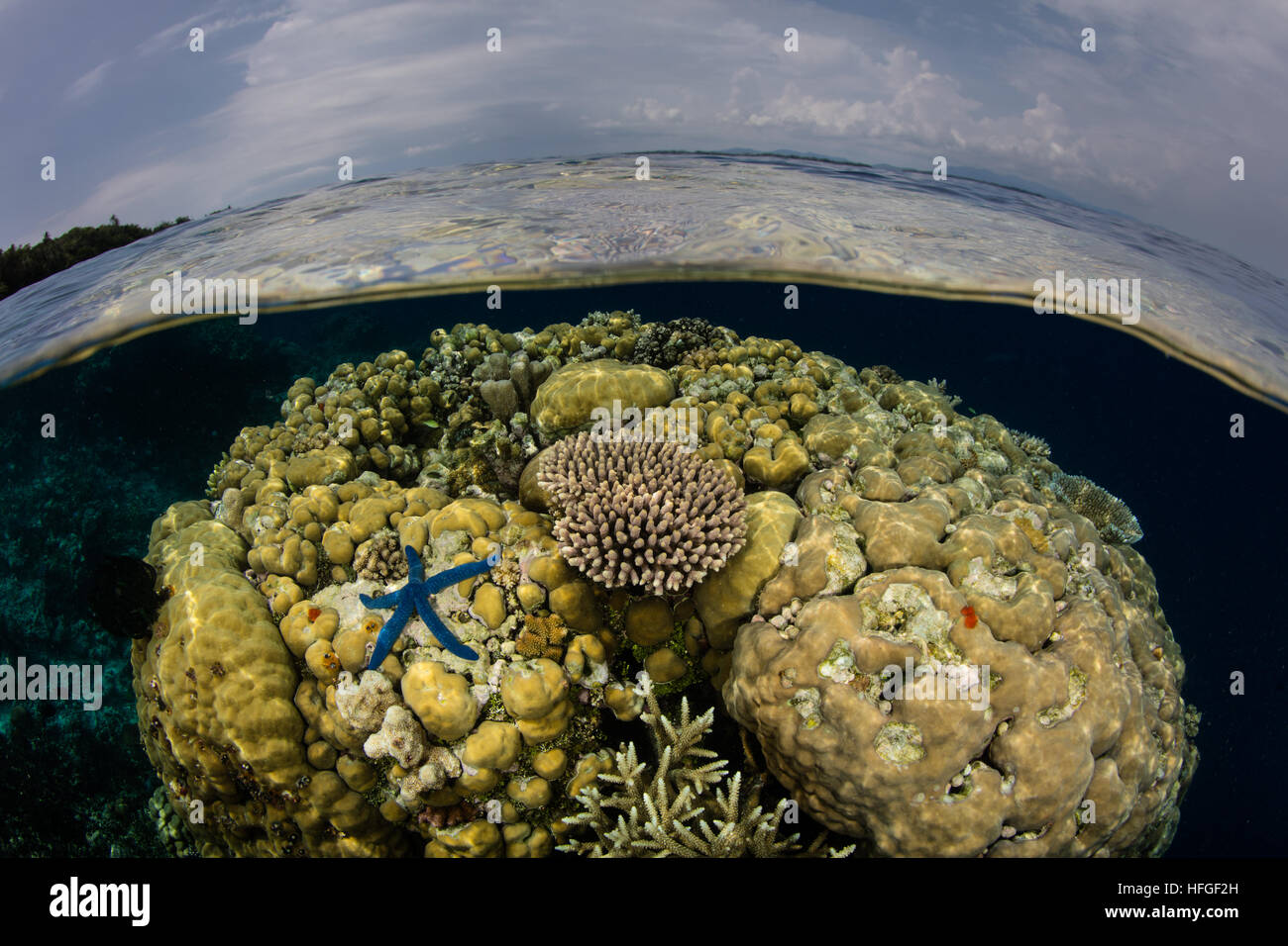 Los corales crecen en aguas poco profundas en las Islas Salomón. Esta región es conocida por su increíble biodiversidad marina. Foto de stock