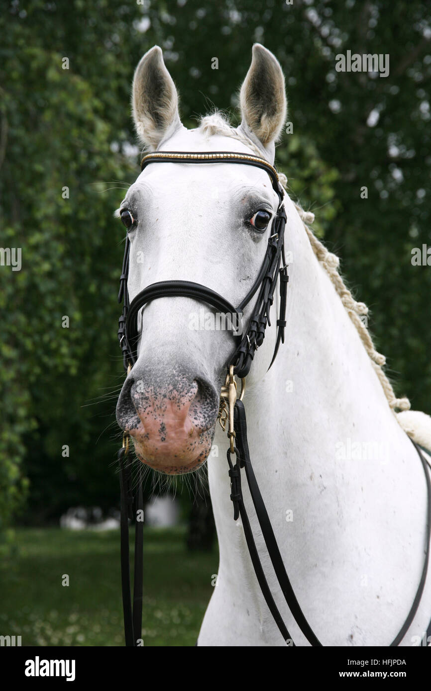 Retrato de un gris semental Pura Raza lipizzaner bajo sillin Foto de stock