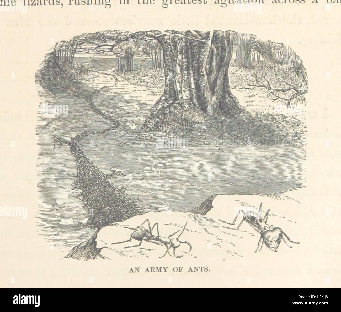 Lo que el Sr. Darwin vio en su viaje alrededor del mundo en el buque "Beagle" [compilado y adaptado de "Diario de Investigaciones en la geología y la historia natural de los diversos países visitados por el H.M.S. Beagle, etc."] Imagen tomada de la página 91 de "Lo que el Sr. Darwin vio Foto de stock