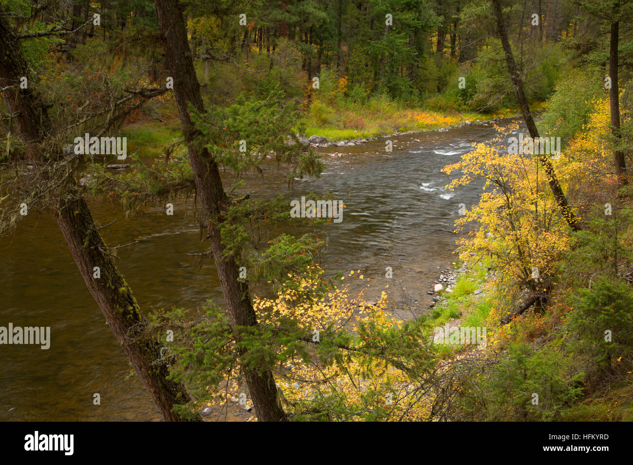 Rock Creek en el Welcome Creek de la ruta, Lolo National Forest, Montana Foto de stock