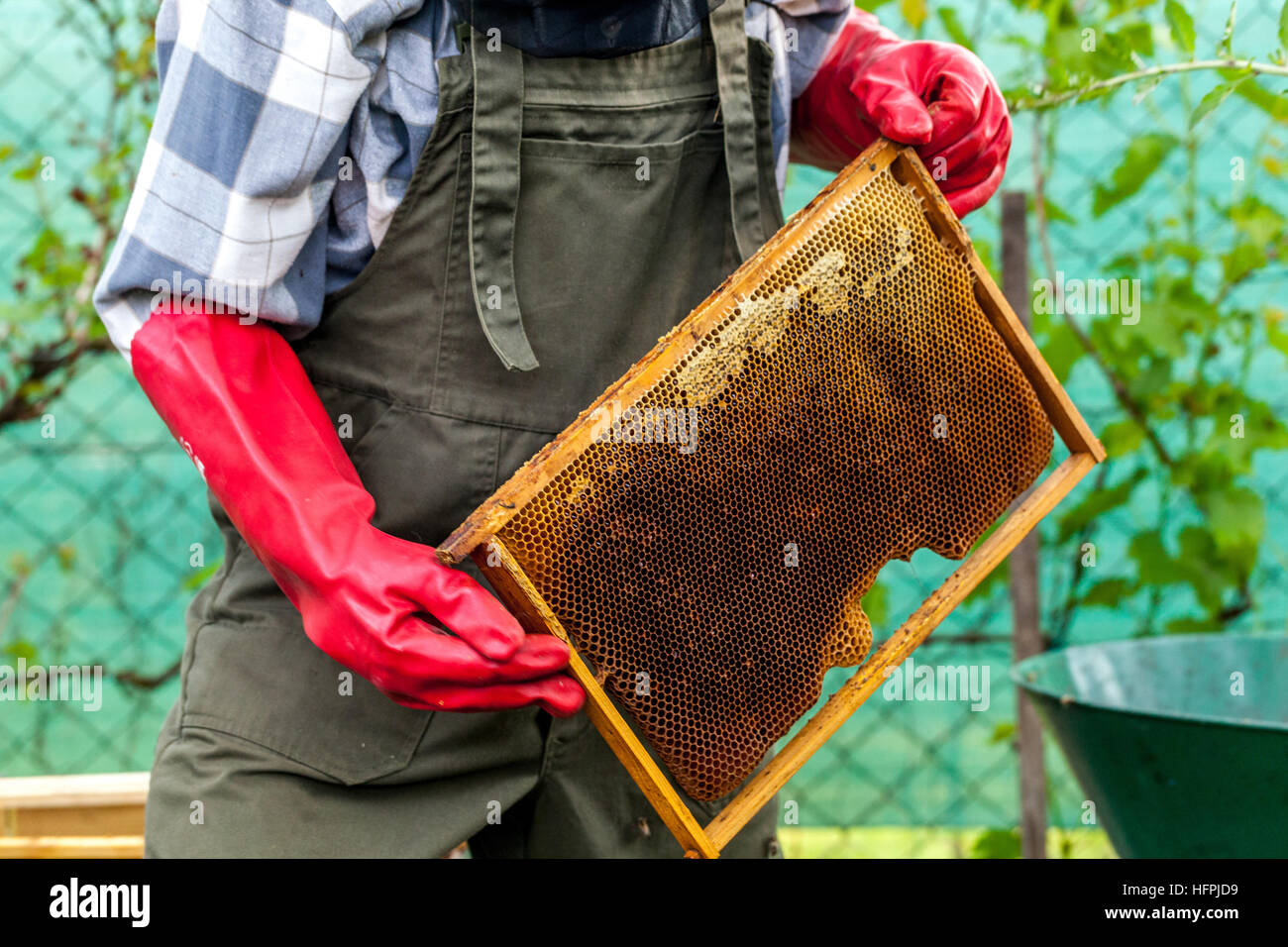 Apicultor en el traje de trabajo sosteniendo panal de miel, miel llena, Beekeeper marco de inspección Foto de stock