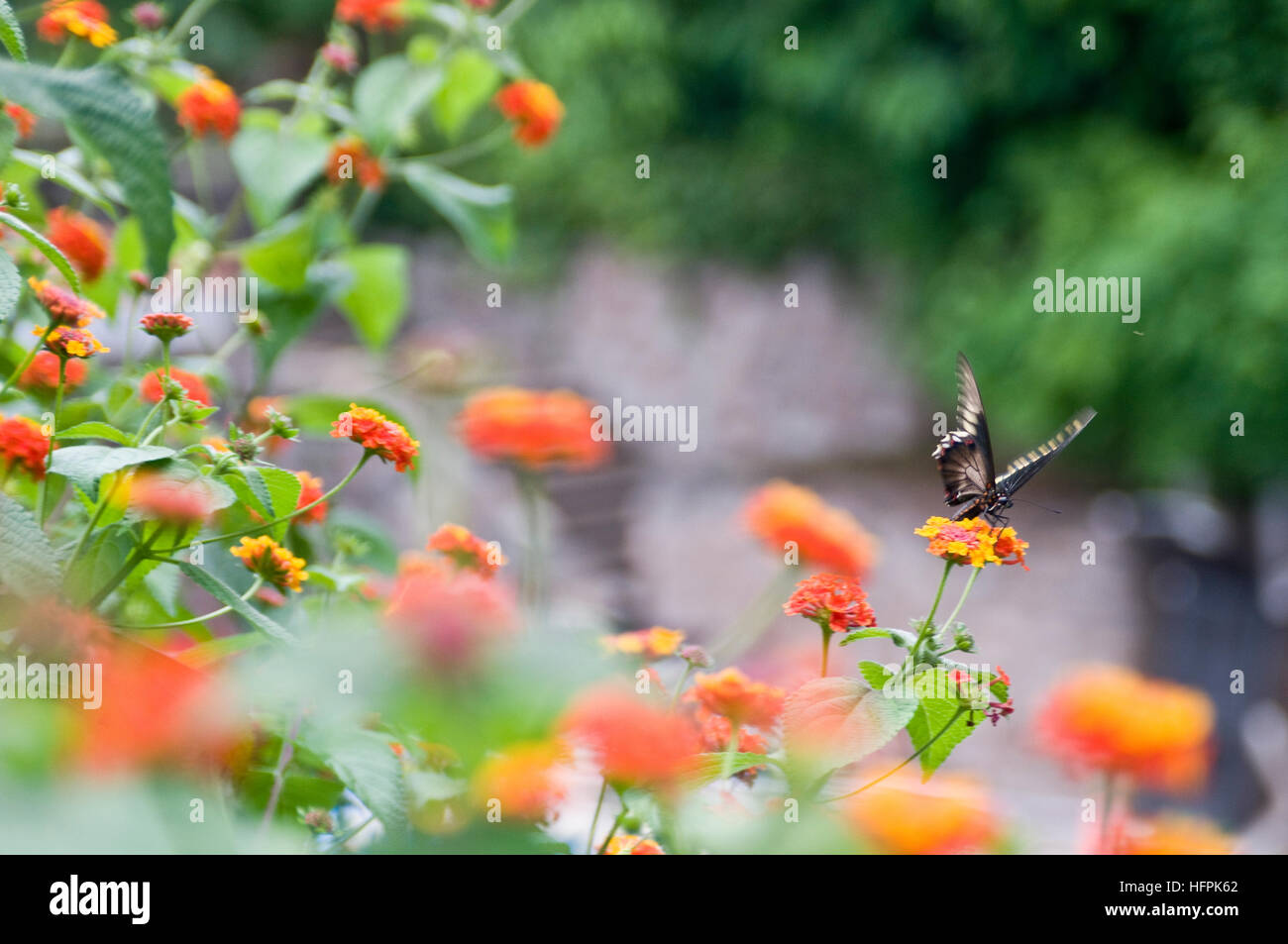 Mariposa sobre una flor de naranja, en un jardín. Foto de stock