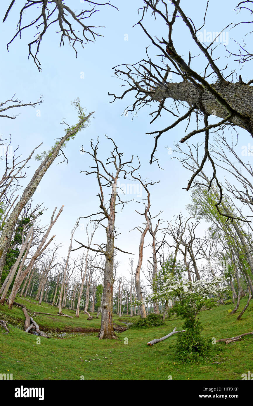 Ángulo amplio panorama de árboles en un bosque de roble muerto Foto de stock