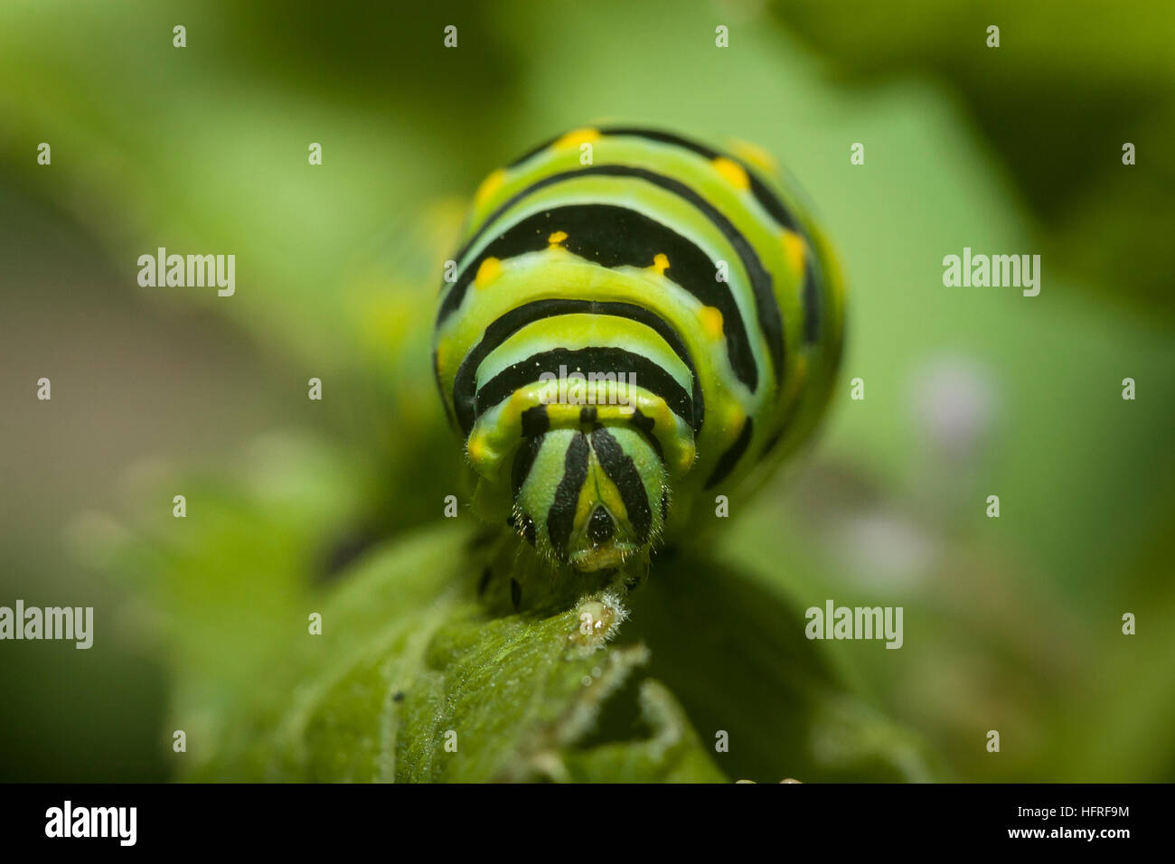 Una especie de Oregon Caterpillar. Foto de stock