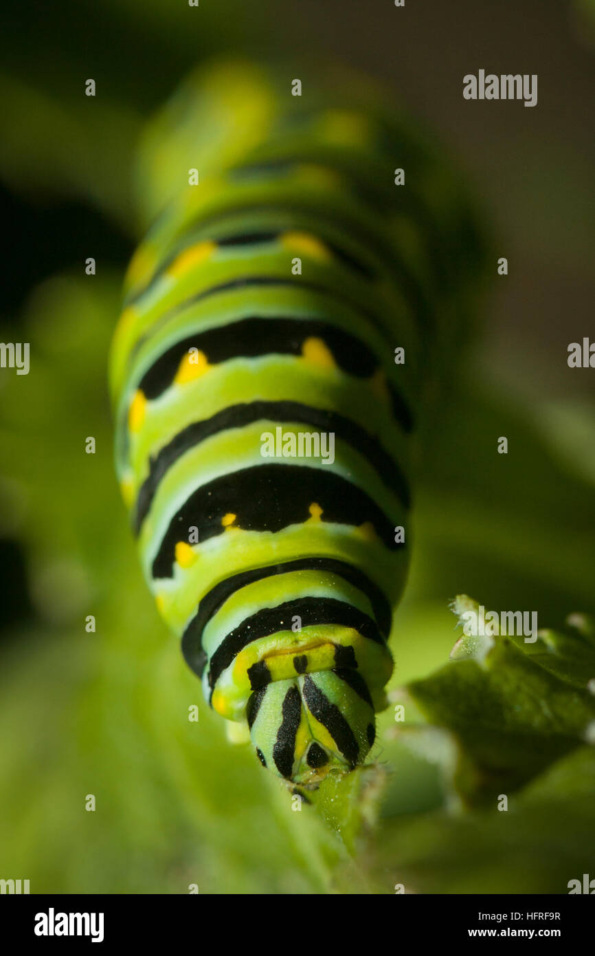Una especie de Oregon Caterpillar. Foto de stock