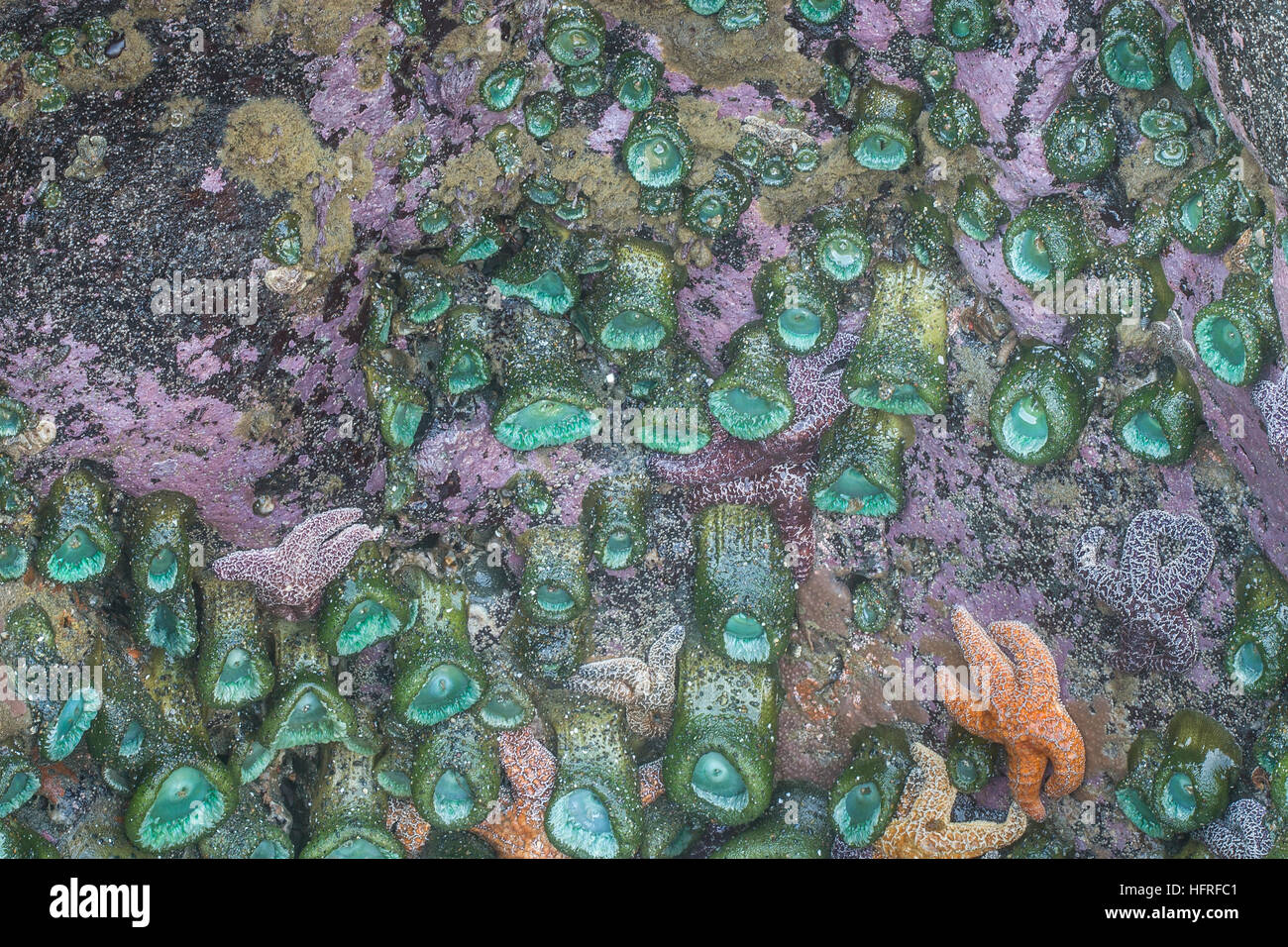 Gran agregación de anémonas de mar verde en la marea baja. Foto de stock