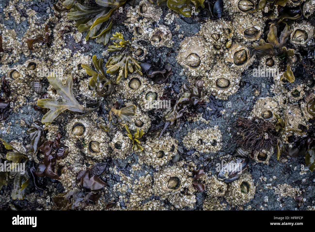 Acorn percebes expuestos en la marea baja. Costa de Oregón. Foto de stock