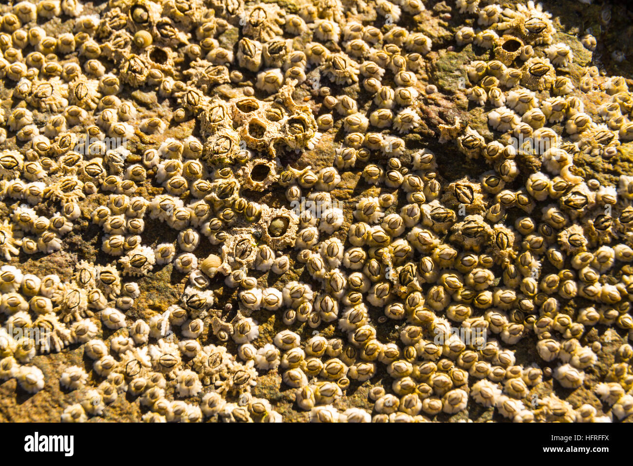 Acorn barnacle o Semibalanus balanoides viviendo en roca. Cerrar o macro. Foto de stock