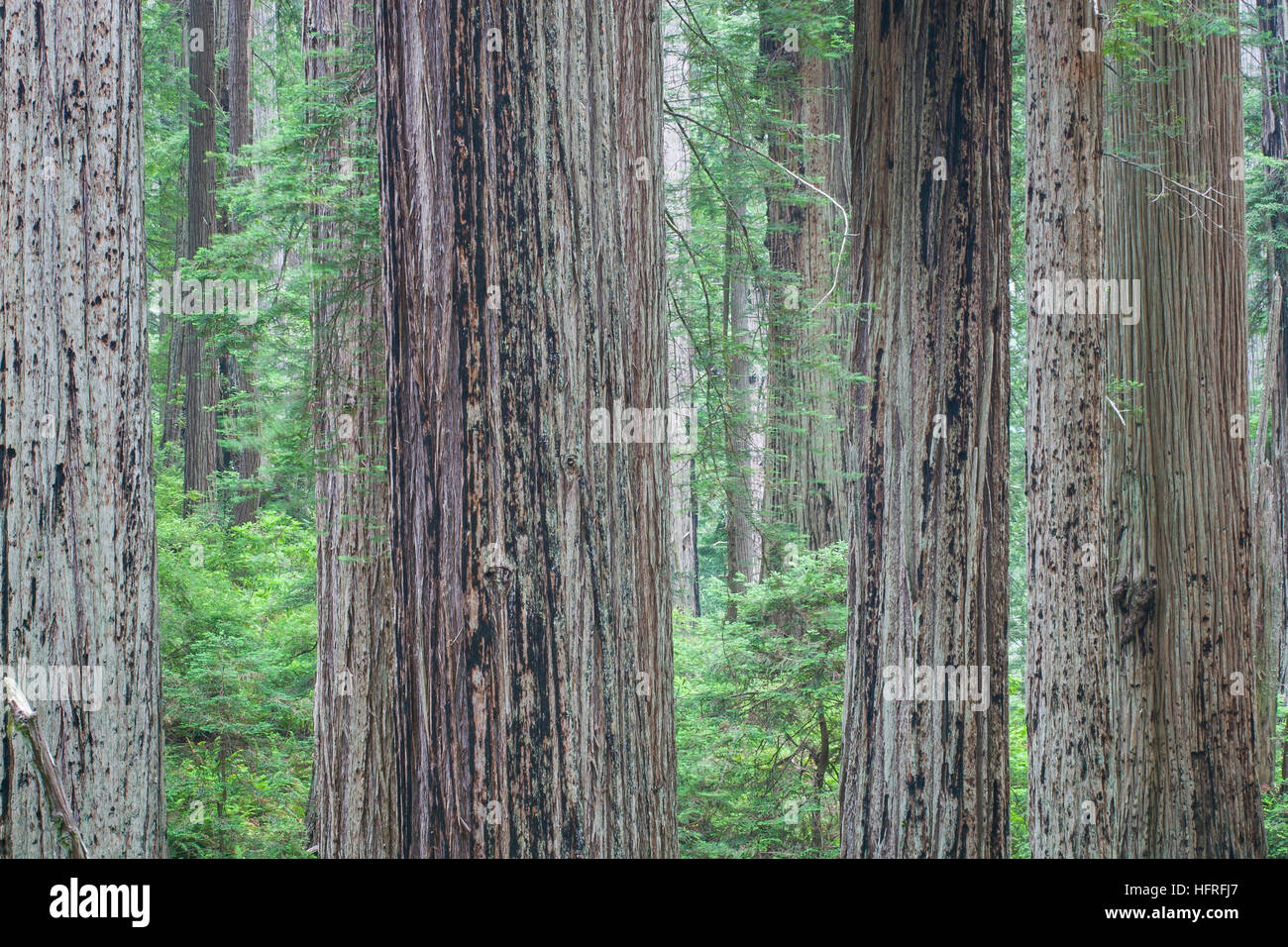 Antiguo crecimiento Secoyas de California en Redwood National Park, California, EE.UU.. Foto de stock