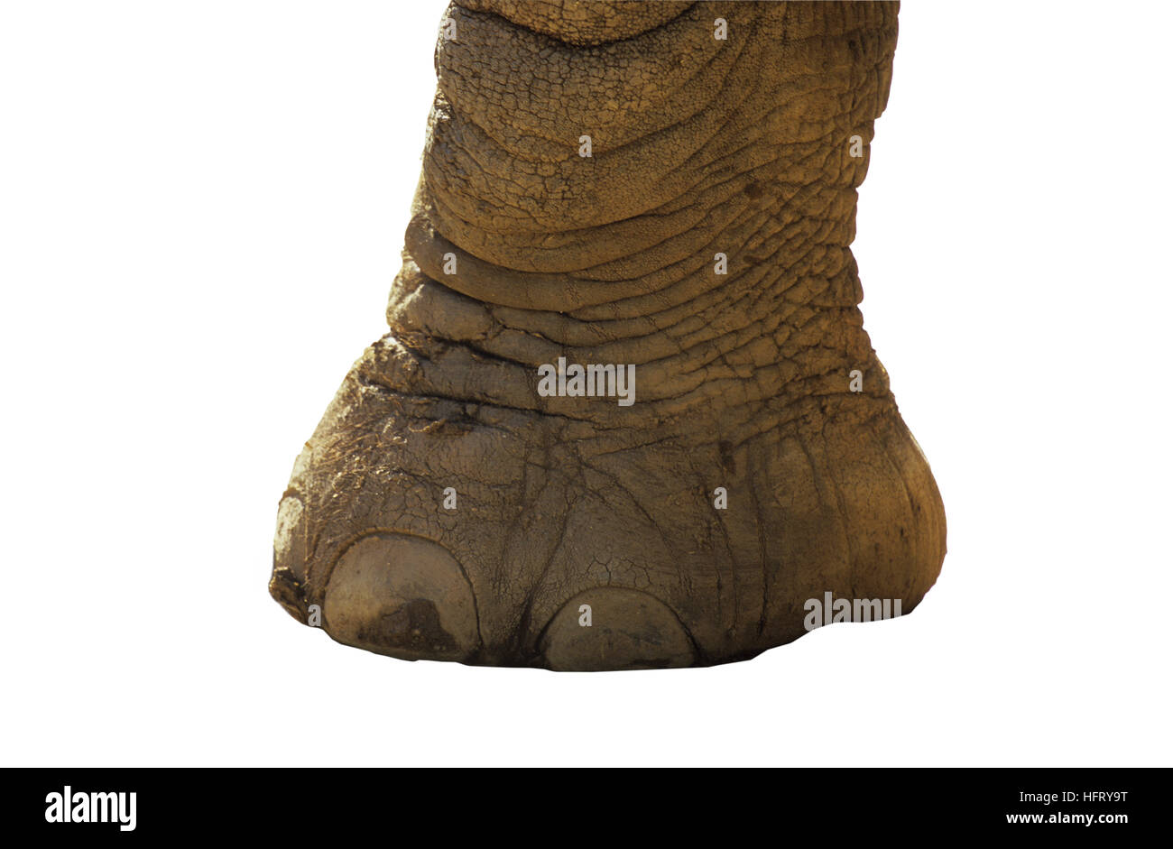 Pie de elefante africano (Loxodonta africana) Foto de stock