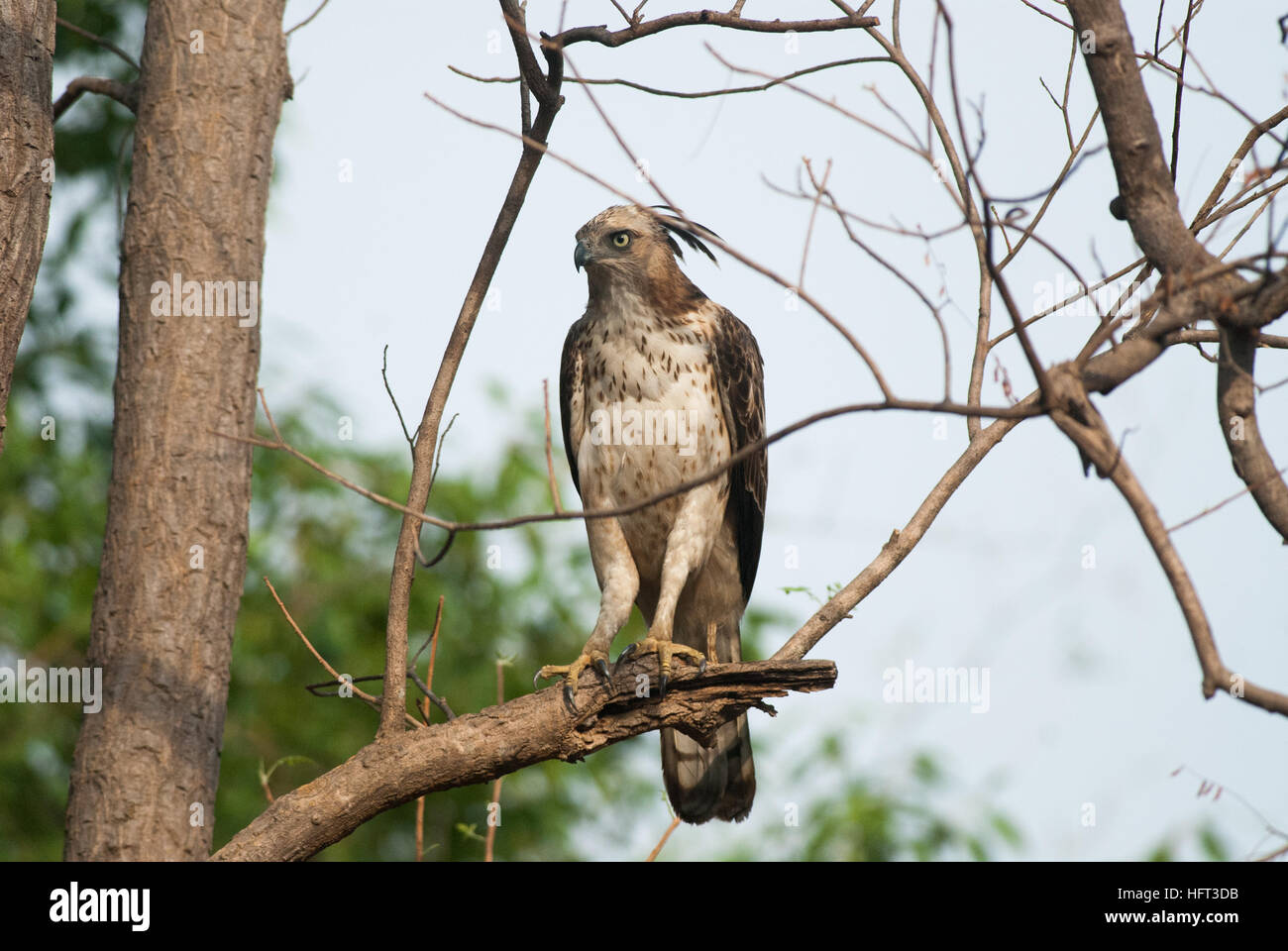 El escultismo Eagle Hawk intercambiables para una presa por donde se posan en las ramas de un gran árbol en la Reserva de Tigres de Tadoba Andhari TATR Foto de stock