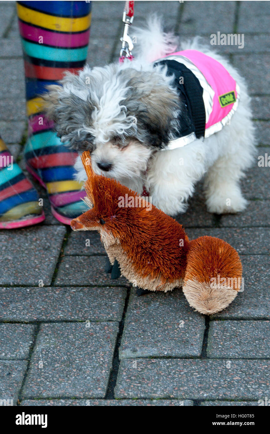 En Carmarthen, Carmarthenshire, Gales, Reino Unido. 2 de enero de 2016. Un manifestante del pequeño perro hace amigos con un juguete fox. Activistas Anti-Bloodsport se reúnen en la ciudad galesa de Carmarthen para expresar su enojo por la persistencia de la caza ilegal con perros - Caza con perros se hizo ilegal en 2004 por la Ley de Caza de 2004 (c37). La protesta Anti-Hunt tiene lugar el mismo día en que el Carmarthenshire Hunt han elegido desfilan por la ciudad para recoger dinero y apoyo para sus deportes de sangre. © Graham M. Lorenzo/Alamy Live News. Foto de stock
