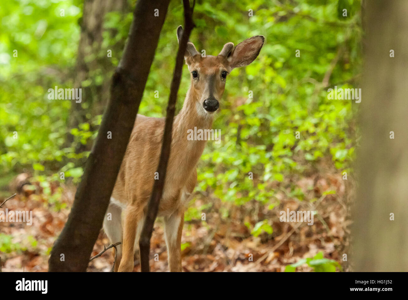 Un hombre joven venado de cola blanca de pie en el bosque. Sus cuernos están empezando a crecer. Foto de stock