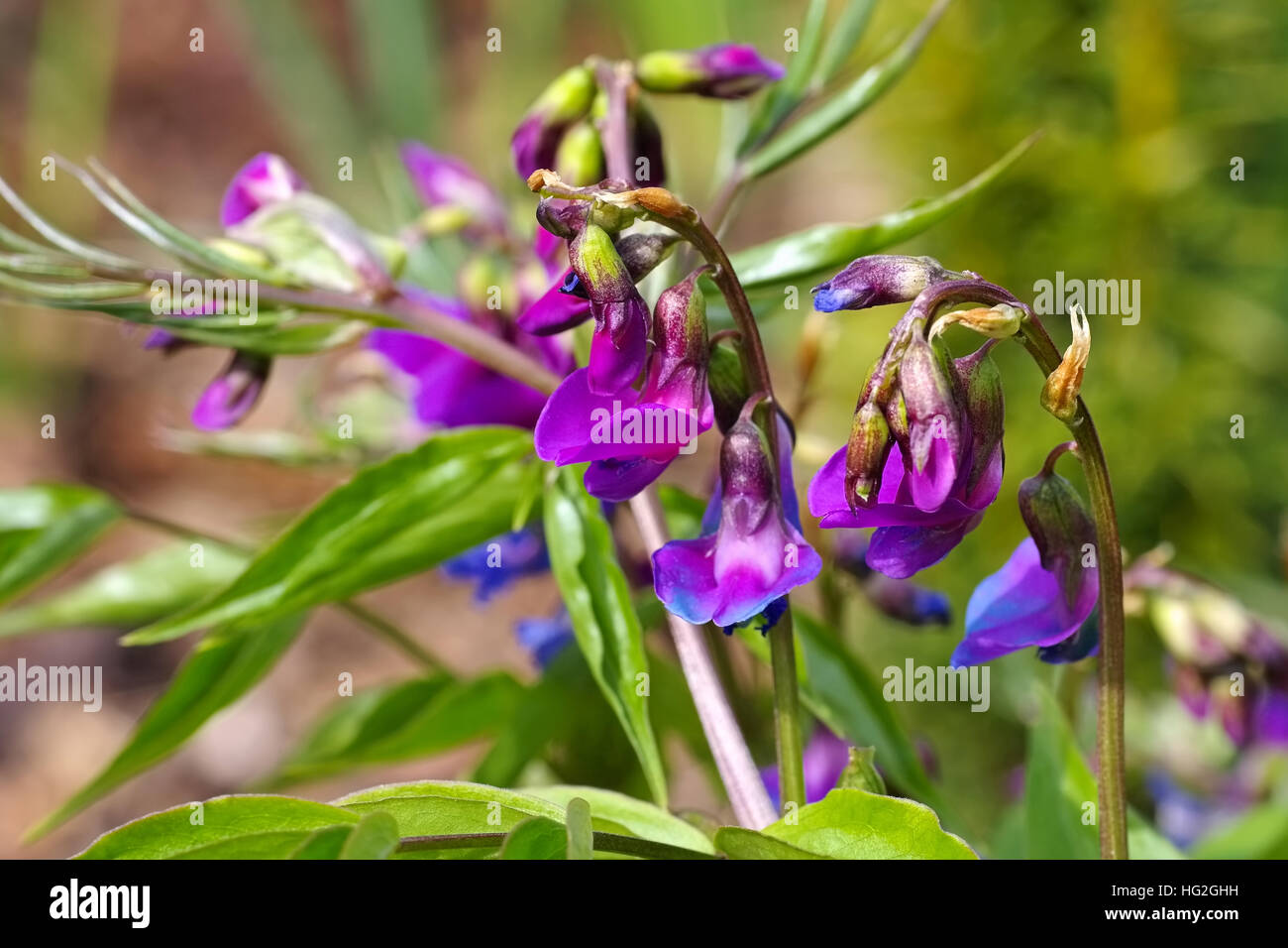 Frühlings-Platterbse im Frühling - muelle guisante o Lathyrus vernus florece en el jardín Foto de stock
