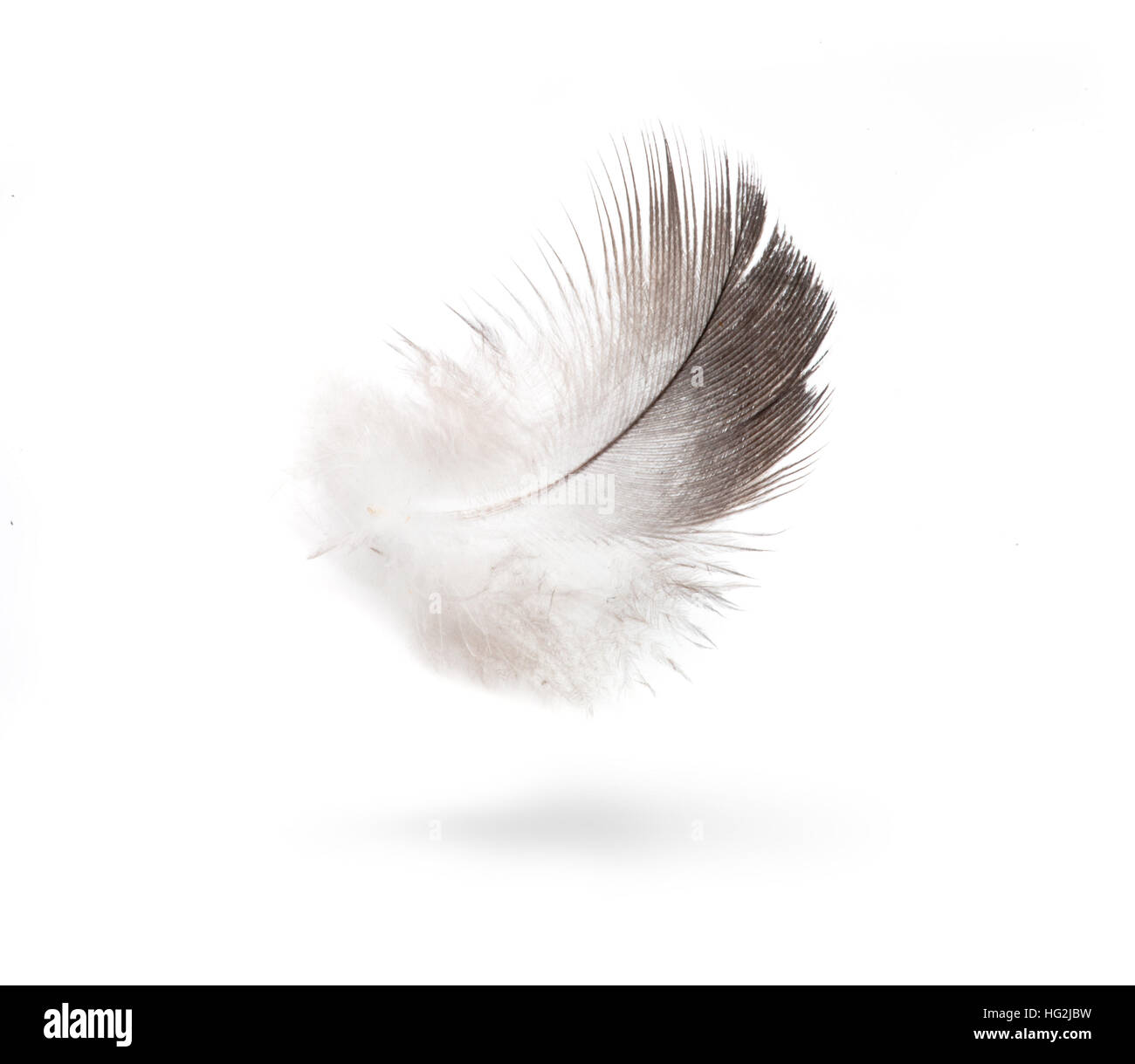 Paloma aislados de plumas blancas sobre fondo blanco. Foto de stock