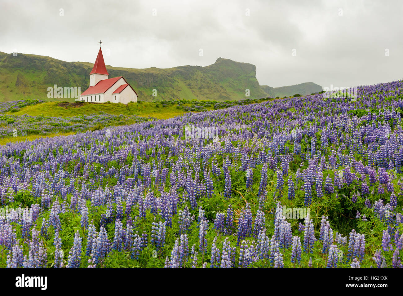 Iglesia vikurkirkja Vik en Myrdal i Aldea en Islandia, verano, rodeado de nootka lupino (Lupinus nootkatensis) las plantas. Foto de stock