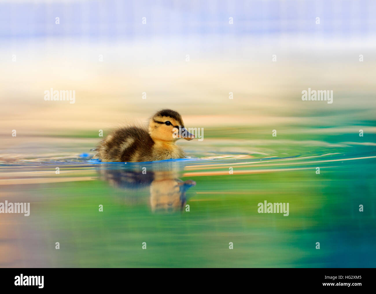 Ánade chick [Anas platyrhynchos] en agua colorida reflexiones. Buenas imágenes del calendario. Foto de stock