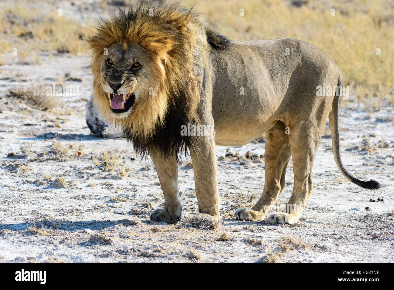 Gruñendo león macho tratando de intimidar a Foto de stock