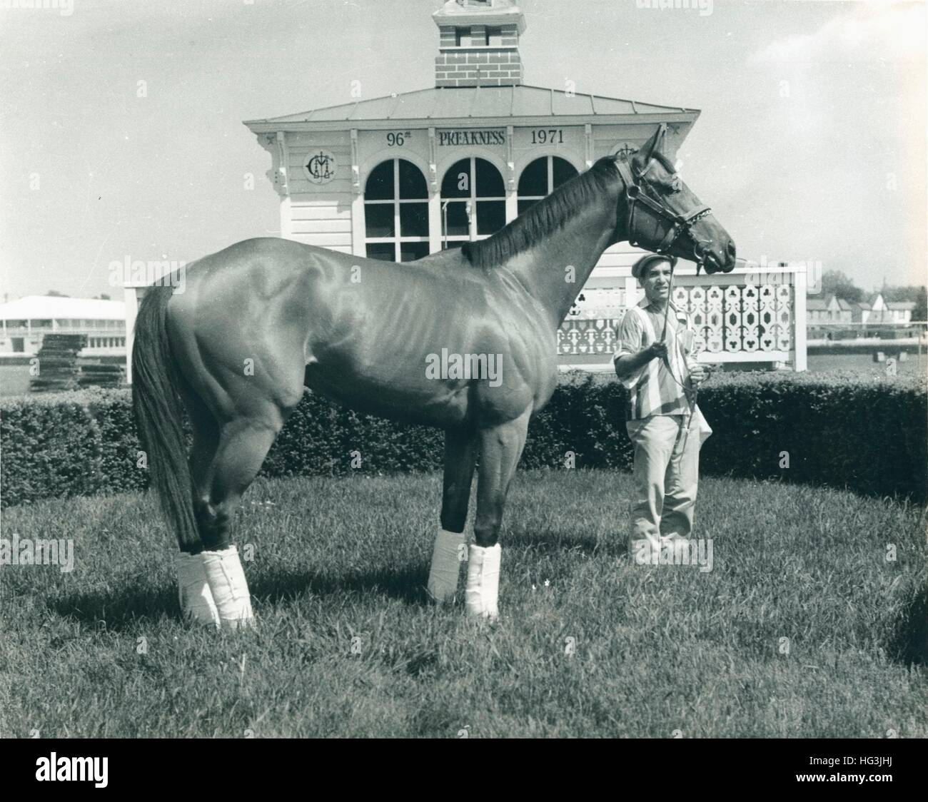 Canonero 2nd, 1971 en el Círculo de ganadores en Pimlico el día antes de ganar el preakness 1971. foto por Bert morgan Foto de stock