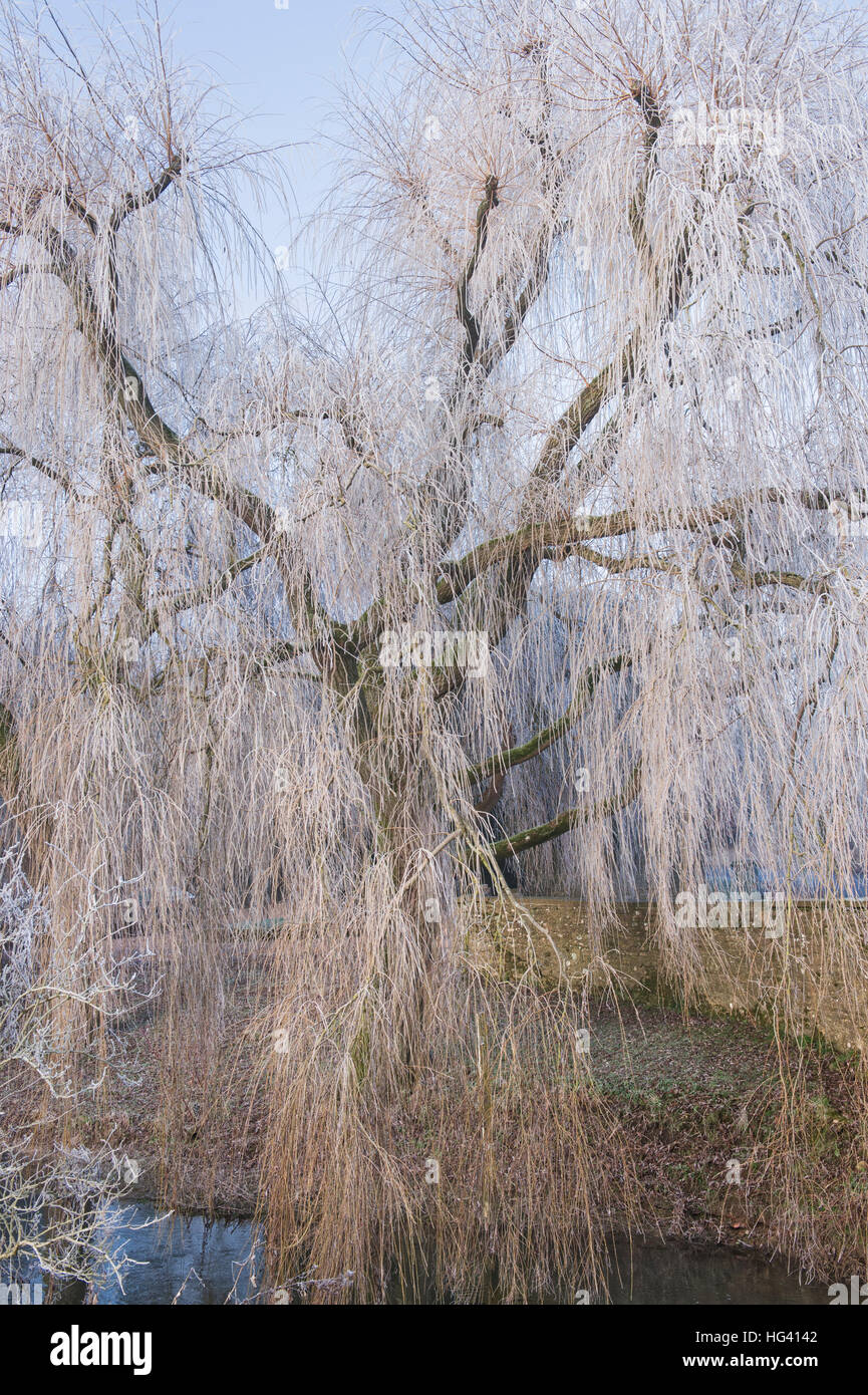Salix babylonica 'Pendula'. Sauce llorón cubiertas de árboles en una helada hoar en invierno