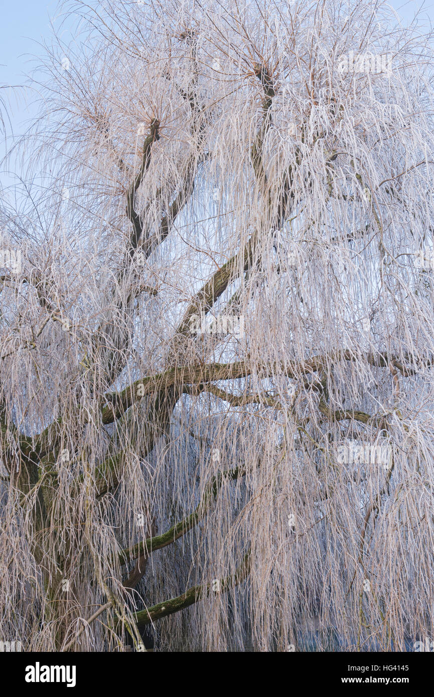 Salix babylonica 'Pendula'. Sauce llorón cubiertas de árboles en una helada hoar en invierno