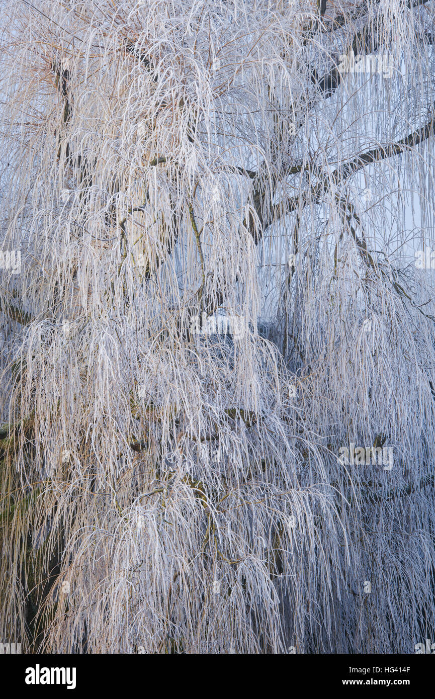 Salix babylonica 'Pendula'. Sauce llorón cubiertas de árboles en una helada hoar en invierno