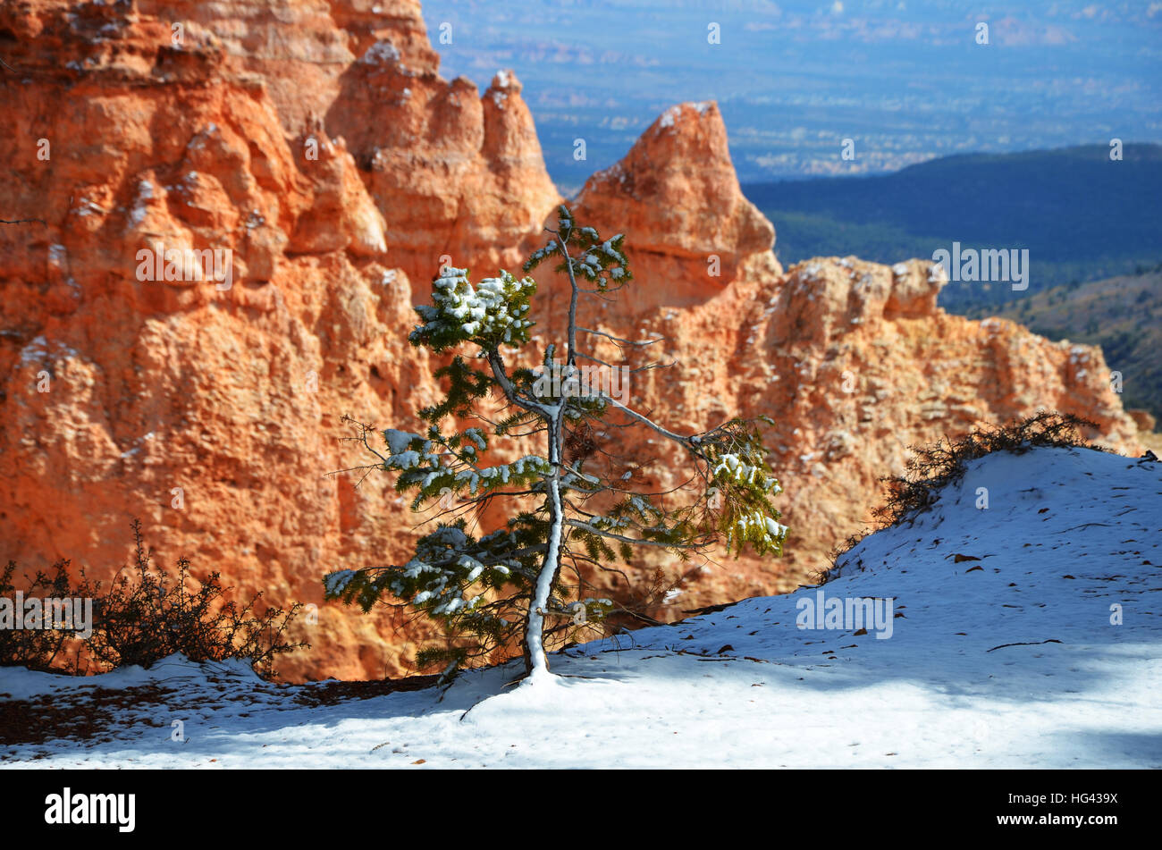 Pequeña planta de árboles jóvenes que sobreviven en la nieve en Bryce Canyon Foto de stock