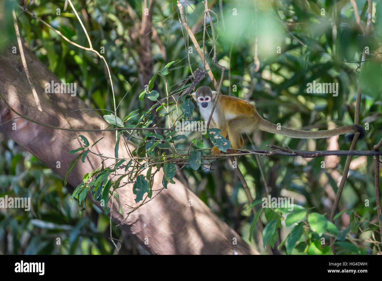 Común en adultos mono ardilla (Saimiri sciureus), en la Reserva Natural de Pacaya-Samiria, Loreto, Perú, América del Sur Foto de stock
