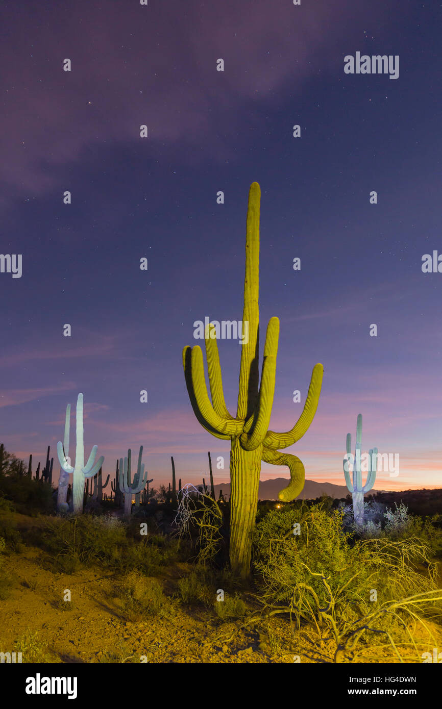 Cactus gigante saguaro (Carnegiea gigantea) en la noche en el Sweetwater preservar, Tucson, Arizona, EE.UU., América del Norte Foto de stock