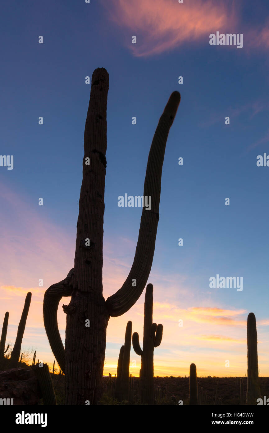 Cactus gigante saguaro (Carnegiea gigantea), al amanecer en el Sweetwater preservar, Tucson, Arizona, EE.UU., América del Norte Foto de stock