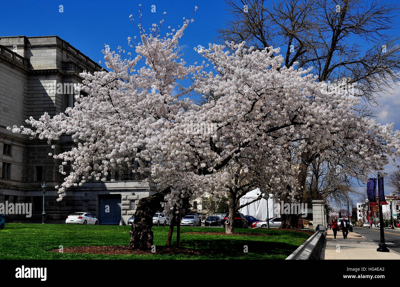 Washington, DC - Abril 9, 2014 : flor de cerezo en los terrenos de la Biblioteca del Congreso de los Estados Unidos * Foto de stock