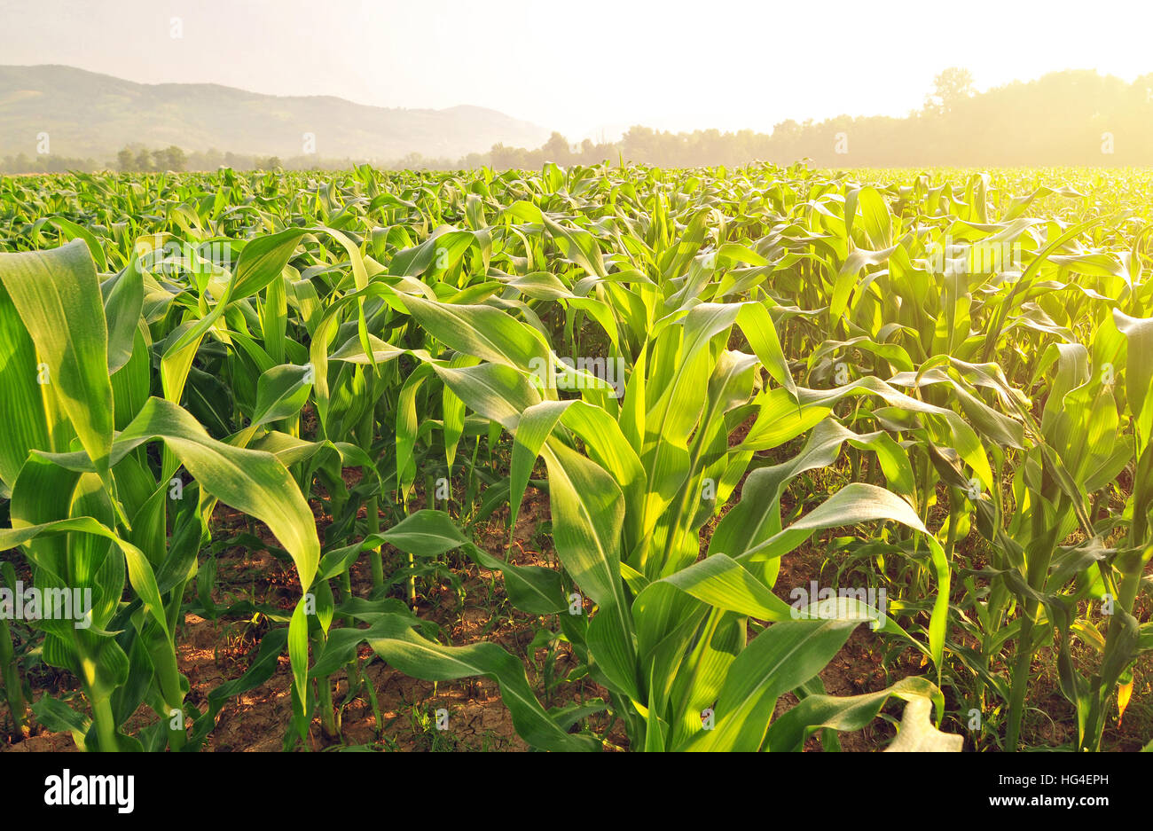Campo de maíz, iluminado por la luz de la mañana caliente Foto de stock